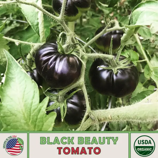 10 Black Beauty Tomato Seeds Organic Open Pollinated Non Gmo Garden - £8.19 GBP