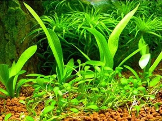 Aquarium grass Seeds (mix) - £6.18 GBP