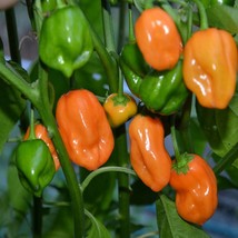 500 Pepper Seeds Orange Habanero Seeds Hot Chili Pepper Gardening USA Shipping - $14.95