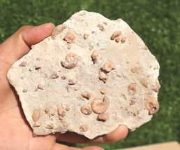Cretaceous Douvilleiceras Gastropods Fossil Plate Morocco Marine Specimens  - $34.65