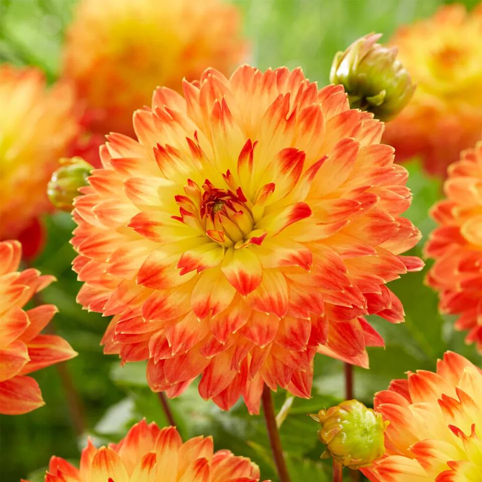 Dahlia Procyon Flower 3 Bulbs - £18.12 GBP