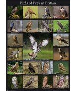 BIRDS OF PREY A3 Poster Picture Gift Eagle Owl Kestrel Wild Bird BLPA3P0... - $318.44 MXN