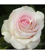 New &#39;Moonstone&#39; Hydrid White Pink Rose Flowers 50Pcs/Package - £5.49 GBP