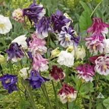 Best 25 Seeds Dwarf Mixed Columbine Flowers Garden - £3.84 GBP