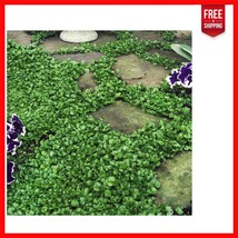 2 lbs Heirloom Dichondra Repens Seeds - Dense Green Ground Cover for Sun... - $1,040.63 MXN