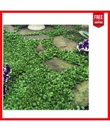 2 lbs Heirloom Dichondra Repens Seeds - Dense Green Ground Cover for Sun... - $77.12 CAD