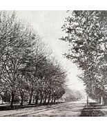 Web Worm Effects On Poplar Vs Maple Insect Victorian 1887 Print Entomolo... - $459.01 MXN