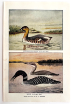 1927 Pied Billed Grebe And Loon Bird Art Plate Color Book Print Wildlife... - $19.99
