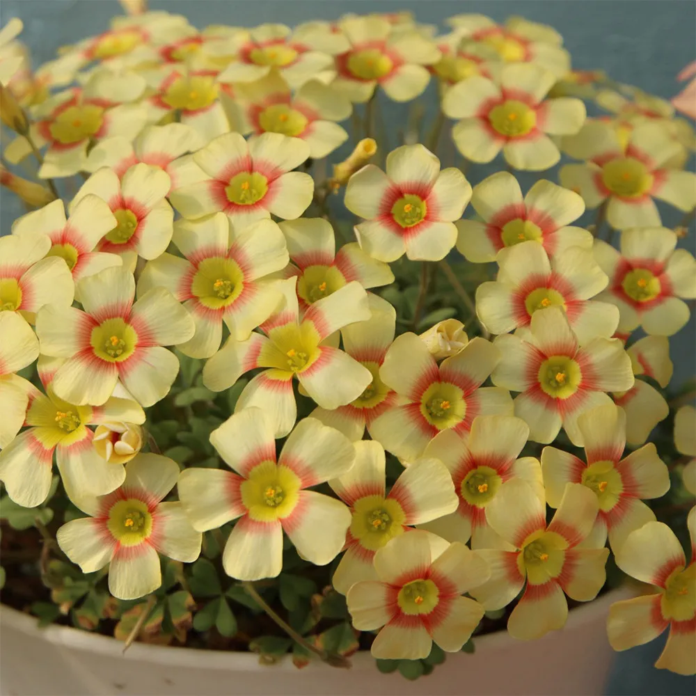 fresh Oxalis Obtusa Series Bulb - &#39;Lip&#39;, Pack of 5 Bulbss - $13.52