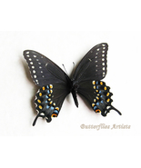 Papilio Polyxenes Black Swallowtail Real Butterfly Framed Entomology Sha... - $58.99