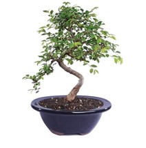 Chinese Elm Bonsai Tree Curved Trunk Style House Plants indoor Outdoor Yard - £43.84 GBP