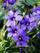 Narrow Leaf Blue Eyed Grass Sisyrinchium Angustifolium 100 Seeds Fresh Garden - $16.99