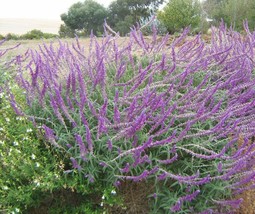 Salvia Leucantha Mexican Bush Sage Seeds Fresh USA Fast Shipping - £11.89 GBP