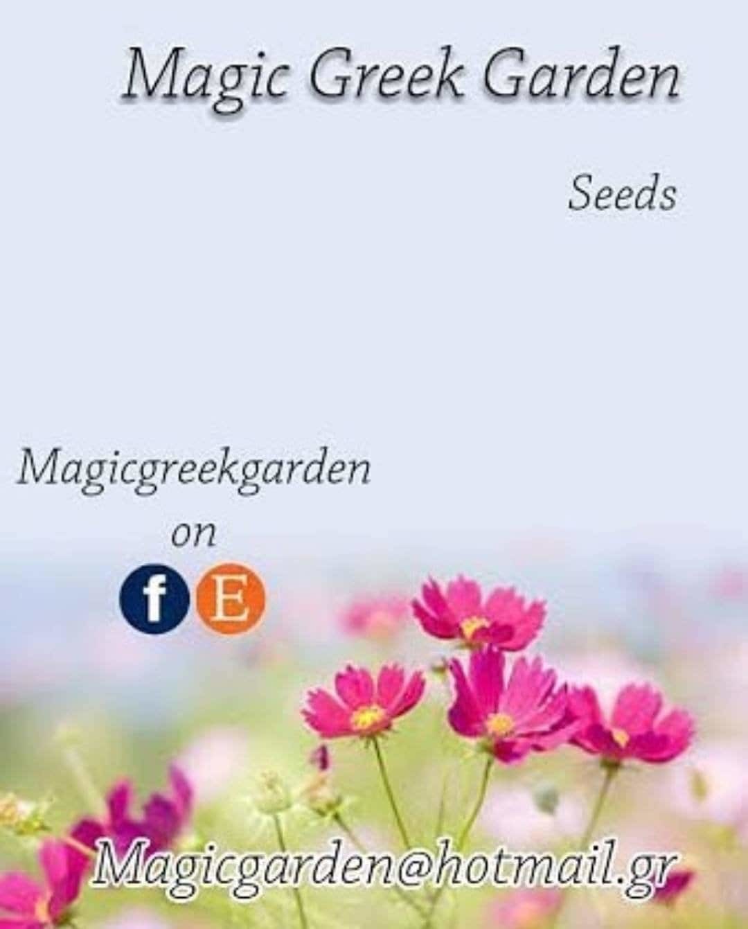 Purple white roses flower seeds -20 seeds -  codeA 370 Item image 4
