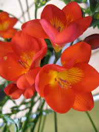 200 Seeds Freesia Plant Flowers Orchid Freesia Flower Plants Item image 3