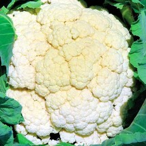 Cauliflower Amazing Heirloom Seeds Open Pollinated - Container Ing Vegetable See - £9.98 GBP