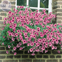 New Fresh Sunrise Pink Vein Petunia Bonsai Seeds 200 Seeds Pack Spectacular Casc - $3.72