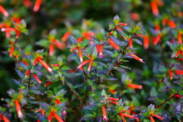 Sale 10 Seeds Red Cigar Plant Mexican Firecracker Cuphea Ignea Hummingbird Flowe - £7.91 GBP