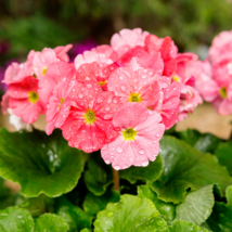 Climbing Geranium Pelargonium  200 PCS Seeds - $35.86