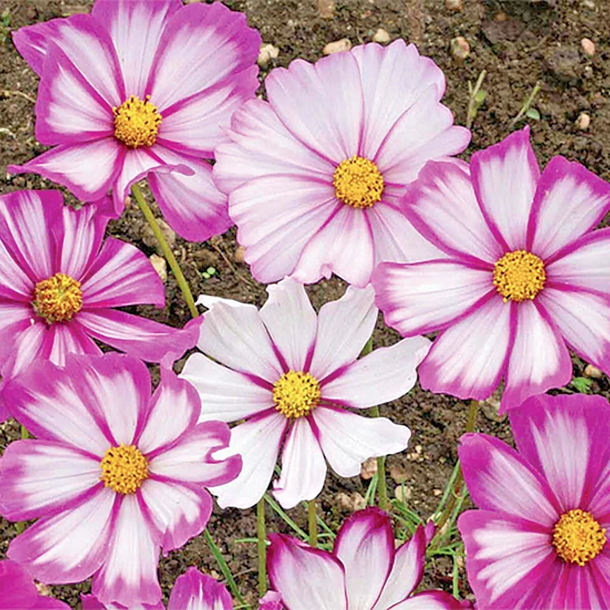 301 Cosmos Candy Stripe Seeds Wildflower Drought Heat - £5.84 GBP