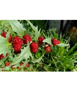 KKG 150 Strawberry Spinach Stick Seeds Chenopodium Foliosum Planting Seeds - $13.98