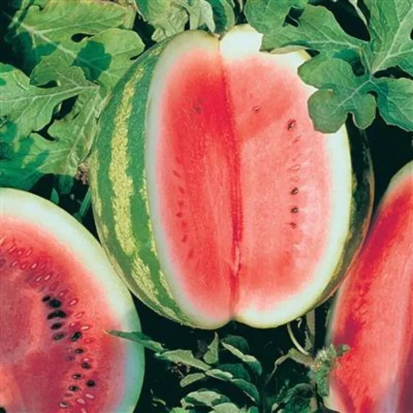 Fresh Premium Crimson Sweet | NON-GMO | Watermelon Seeds-B 21 25 Seeds - £5.90 GBP