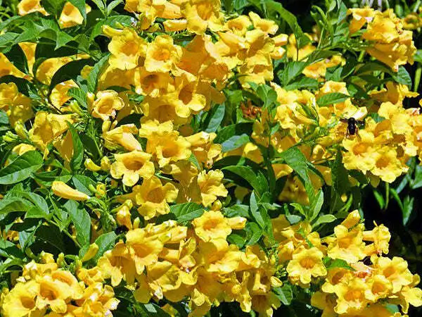 US Seller Tecoma Stans Yellow Bells Ginger Thomas Esperanza 10 Seeds - £12.20 GBP