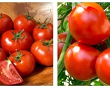 250mg Packet=90 Seeds Tomato Seeds Oregon Spring - £14.89 GBP