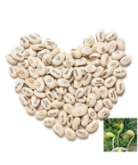 100Pcs Lot Mini Magic White Bean Seeds Gift Plant Growing Message Word L... - $332.25 MXN