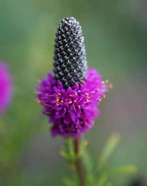 Purple Prairie Clover Native Wildflower 250 Seeds - £7.50 GBP