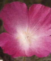 California Poppy Purple Gleam Flower Seeds - $8.99