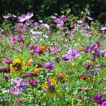 Wildflower Mix   Hummingbird Flowers 1000  Seeds  - $6.16