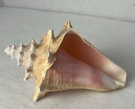 Large 7” x 6” Conch Shell Seashell Nautical Sea Beach Theme Decor - £10.71 GBP