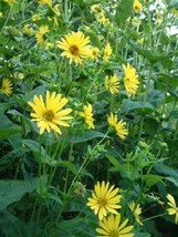 LKS 10 Yellow Compass Plant Silphium Laciniatum Prairie 4 Seeds Home Garden - $11.31