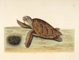 Decor Poster.Interior wall design.Turtle.Eggs.Mark Catesby nature art.14981 - £13.02 GBP+