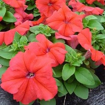 50 Pelleted Petunia Seeds Ultra Red Petunia Garden USA Seller - £10.70 GBP