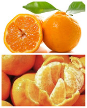 Florida only! Sugar Belle Orange (Citrus reticulata Clemintine x Minneola) - £233.36 GBP
