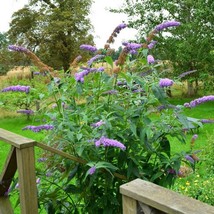 Butterfly Bush Summer Lilac Flower Seeds Buddleia Davidii 50 Seeds Fresh Seeds U - £11.03 GBP