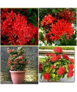2 Dwarf Red Ixora live plants  2 TO 5 INCHES TALL~2 plugs per order - $31.25