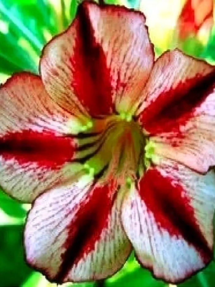 2 Adenium Obesum &#39;BondyRed&#39; Flower Seeds for Garden - $12.00