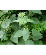 Stinging Nettle Urtica Dioica 100 Seeds Garden USA Seeds - $8.50