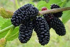 Live Plant Nigra Morus Dwarf Everbearing Mulberry Super Sweet Fruit 4&quot; Pot - £43.95 GBP