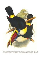 White-throated or Red-Billed Toucan by John Gould #2 - Art Print - £17.57 GBP+