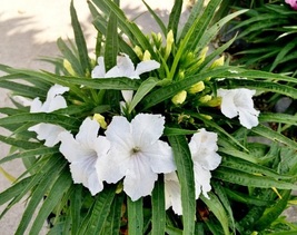 2 Starter Live Plants Ruellia White Flower, Perennial fast growing everg... - $17.99