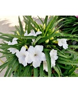 2 Starter Live Plants Ruellia White Flower, Perennial fast growing everg... - £14.32 GBP
