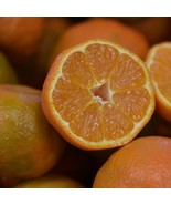 Tahoe Gold Semi-Dwarf Mandarin Tree (Patented): Grafted - $1,987.49 MXN