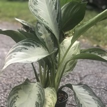 Aglaonema Silver Bay 6 Inch Aglaonema New Fresh  - £42.92 GBP