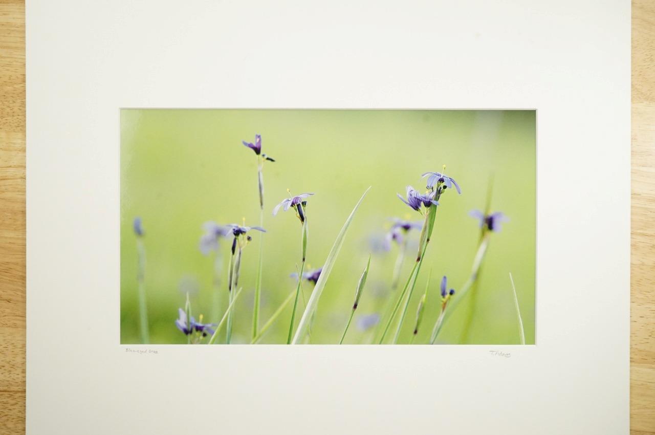 Tom Adams Photography Sisyrinchium Blue Eyed Flax Grass Oregon Photo Art... - $34.64