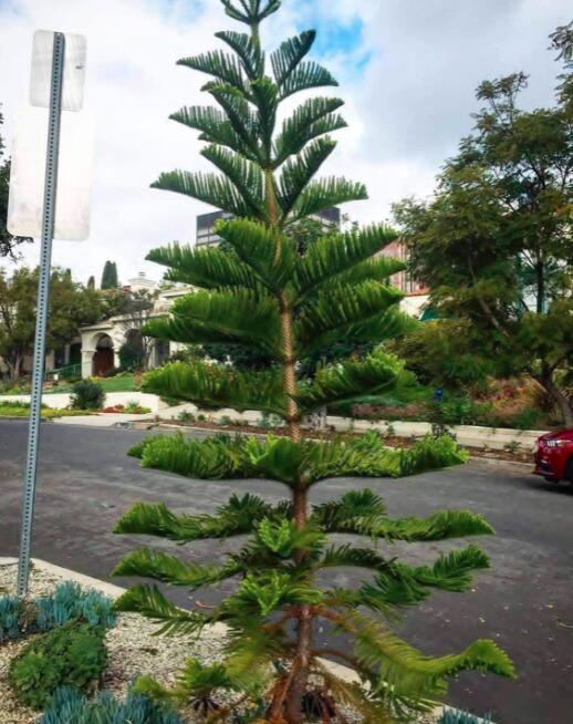Norfolk Island Pine Araucaria Heterophylla 20 Seeds Fresh