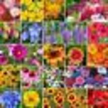 500+ Seeds Wildflower Mix Burst Of Bloom Butterflies Bees 20 Species Usa Non-GMO - £9.64 GBP